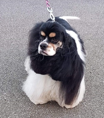 Étalon American Cocker Spaniel - Very Sweet O'allister