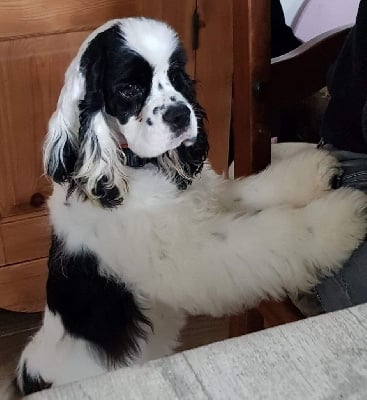 Étalon American Cocker Spaniel - Very Sweet Paige