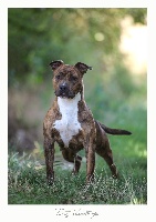 Étalon American Staffordshire Terrier - LucrÉce De la Maison d'Este