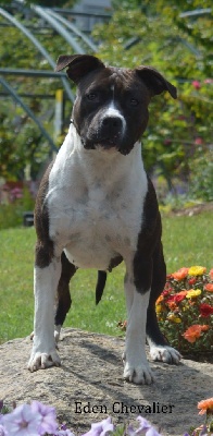 Étalon American Staffordshire Terrier - Ruthless black magic De Rockstar Dog