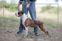 Étalon American Staffordshire Terrier - markov staff Little queen