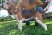 Étalon Beagle - Rêveuse De La Vallée Des Bleuets