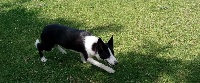 Étalon Border Collie - anglesey sheepdogs Rosie