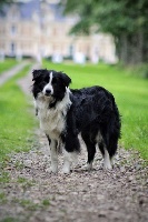 Étalon Border Collie - Singular's Best Choice O'love to keep me