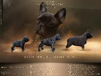 Étalon Bouledogue français - Mini mouse mime line