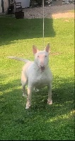 Étalon Bull Terrier - Rosita du domaine du moulin d'allamont
