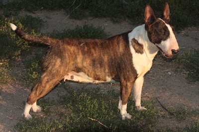 Étalon Bull Terrier - By The Wall Nothing else matters