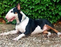 Étalon Bull Terrier - Miss tic and toc Controlled Chaos 