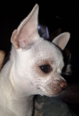 Étalon Chihuahua - O pres de mon coeur Des Moulins De St Roch