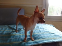 Étalon Chihuahua - Ioko (Sans Affixe)