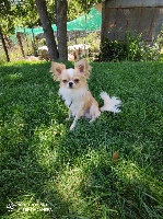 Étalon Chihuahua - Ryo Des Minis Trésors
