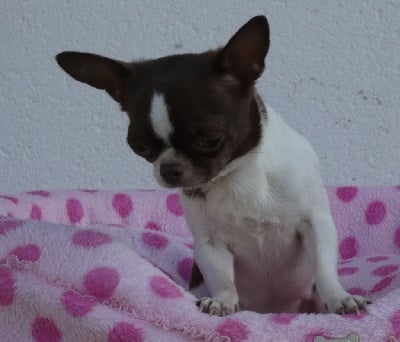 Étalon Chihuahua - Plume d'ange Very Chic Doll
