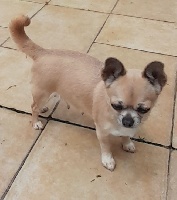 Étalon Chihuahua - Nells (Sans Affixe)