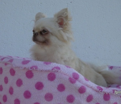 Étalon Chihuahua - Petite - cocaïne De La Piedra Del Sol