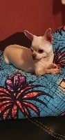 Étalon Chihuahua - Pastelle Des Dragons Maya