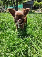 Étalon Chihuahua - Satine Des Minis Trésors