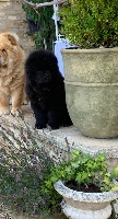 Étalon Chow Chow - Rose de fu xing