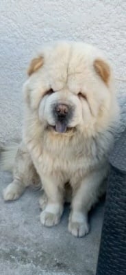 Étalon Chow Chow - O ´ maya (Sans Affixe)