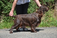 Étalon Field Spaniel - Ch. okapa Des Haies De La Conchée