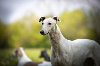 Étalon Greyhound - Powerslave Rosae Fidelis