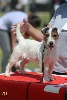 Étalon Jack Russell Terrier - Paillette du Domaine de la Clairiere aux Loups