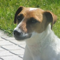 Étalon Jack Russell Terrier - Rafale Du Domaine Des Pattes Dorées
