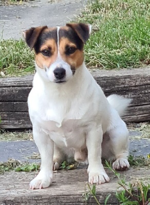 Étalon Jack Russell Terrier - Pep's vom Konigsweiler
