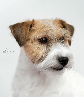 Étalon Jack Russell Terrier - CH. lovely-orange Bubble boo
