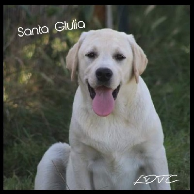 Étalon Labrador Retriever - Santa giulia De L'Amour Des Trois Chocolats