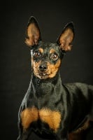 Étalon Pinscher nain - Molly town of rising love