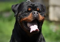 Étalon Rottweiler - Beton vom bosniak rott