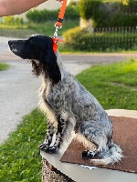 Étalon Setter Anglais - Olga des sagnes de mille sources