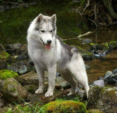 Étalon Siberian Husky - ninaktay Lake a big grey wolf