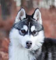 Étalon Siberian Husky - Perle noire des rèves polaires