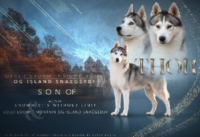 Étalon Siberian Husky - Other storm in sight thor og Island Snaëgerdi