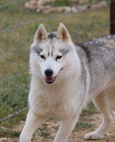 Étalon Siberian Husky - Naika dreams Of Wolf Siberian Song