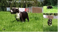 Étalon Staffordshire Bull Terrier - Odi du hameau de fontenay