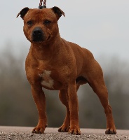 Étalon Staffordshire Bull Terrier - London jak Du Domaine De Babylone