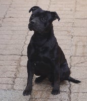 Étalon Staffordshire Bull Terrier - Dog Passion Rival