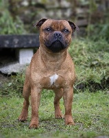 Étalon Staffordshire Bull Terrier - CH. Mc performance Remember nothing can stop me