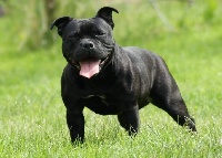 Étalon Staffordshire Bull Terrier - River black of Shorty Memory