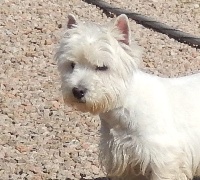 Étalon West Highland White Terrier - Rimbaud Du Clos Du Griffin