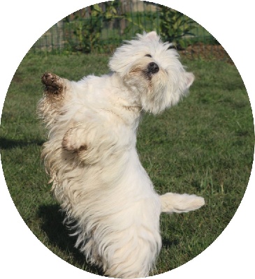 Étalon West Highland White Terrier - Penelope Des coeurs d'alène