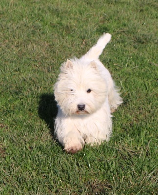 Étalon West Highland White Terrier - Princesse Des coeurs d'alène