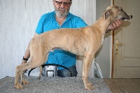 Étalon Whippet - Scott von Hoëhenzoller