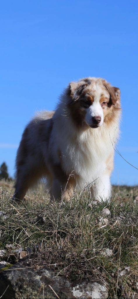 Opal Aussie Peanuts peper birch