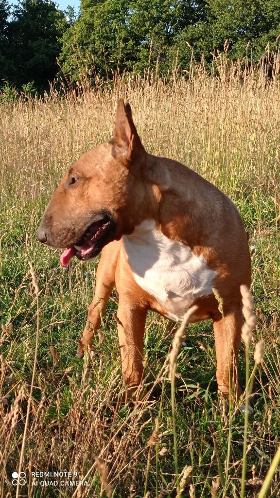 Les Bull Terrier de l'affixe   Des PokamChoux