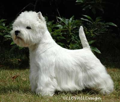 West Highland White Terrier - CH. Ashgate Scot's progress