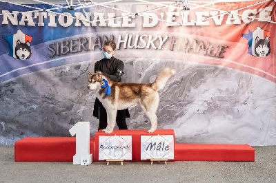 Étalon Siberian Husky - Perfect little bear Of pack-ice wolves