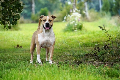 Étalon American Staffordshire Terrier - Phalene the beaded Forgiveness American Dog
